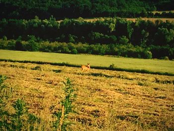 Grass grazing on grassy field