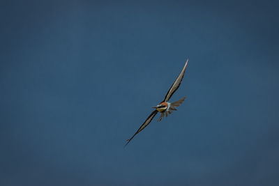 Low angle view of european bee-eaters flying against clear sky