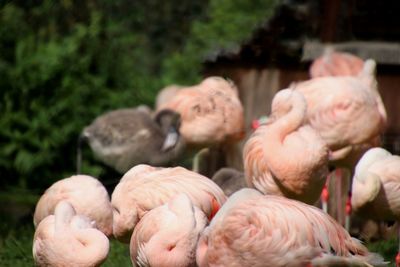 Close-up of flamingos 