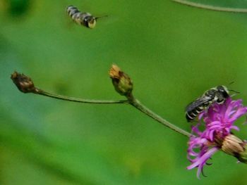 Butterfly perching on flower