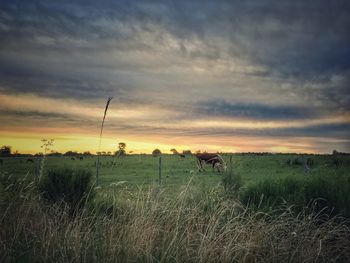 Scenic view of agricultural field against sky during sunset