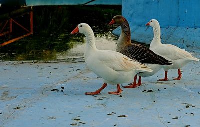 Birds in water