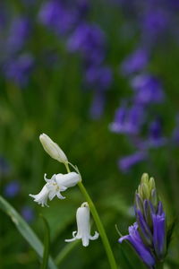 Close-up of purple flowering plant