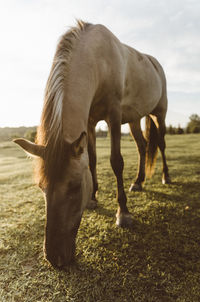 Horse grazing on field