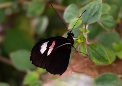 insect