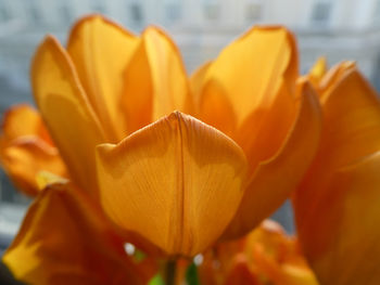 Close-up of orange flower