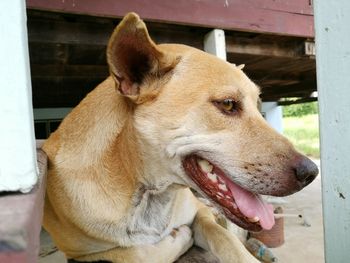 Close-up of dog