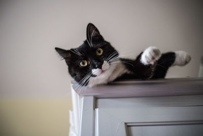 Portrait of cat relaxing on table against wall