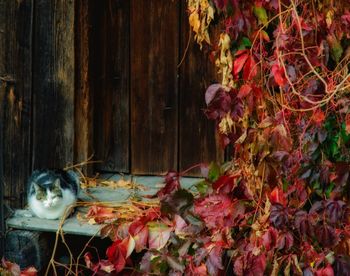 Close-up of cat by plants during autumn