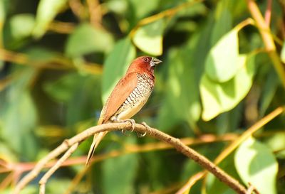 Close-up of bird perching on tree