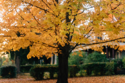 Autumn leaves on tree in park