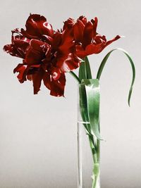 Close-up of red flowers against white background