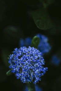 Close-up of purple hydrangea flowers blooming in park