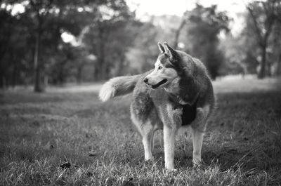 Siberian husky looking away while standing on field