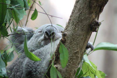 Close-up of a tree