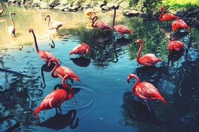 High angle view of flamingoes in lake