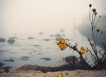 Close-up of yellow flowers on rock against sky