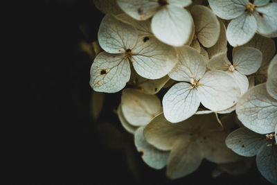 Close-up of white hydrangea flowers