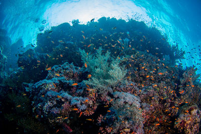 Fish swimming in sea