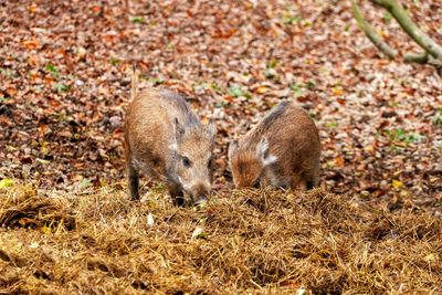 View of an animal on field