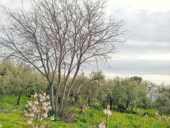 Bare trees on field against sky