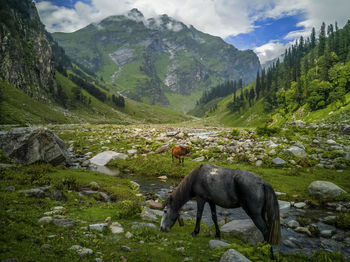 Horse grazing in mountains