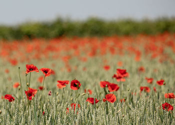 Red poppy flowers on field