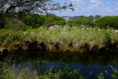 Scenic view of lake by trees in forest against sky