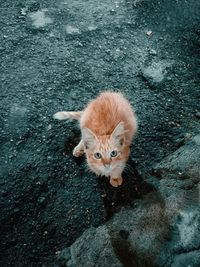 High angle view portrait of cat on rock