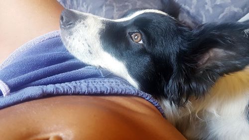 Close-up of dog relaxing on bed