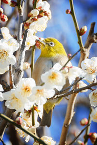 Close-up of bird perching on tree