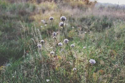 Close-up of wildflowers in field