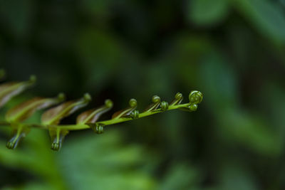 Close-up of plant