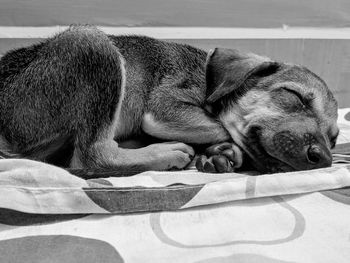 Dog sleeping on bed