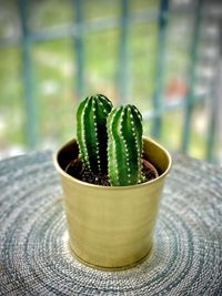 Close-up of succulent plant on table