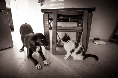 Dogs sitting on tiled floor