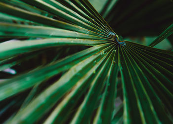 A close-up of the nature of tropical leaves and the concept of a background of dark tones. design. 