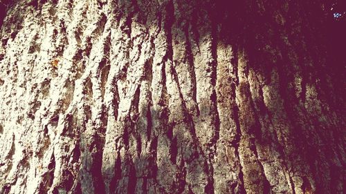 Full frame shot of tree trunk