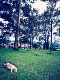 View of dog on landscape against trees