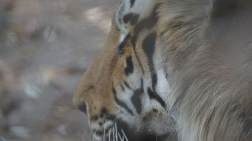 Close-up of tiger