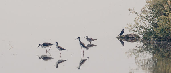 Birds flying over lake