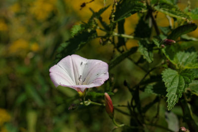 Close-up of pink flower blooming outdoors