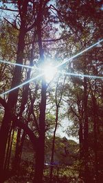 Sunlight streaming through trees in forest on sunny day