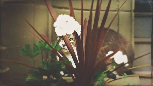 Close-up of white flowers blooming outdoors