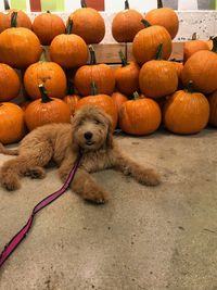 High angle view of dog and pumpkins