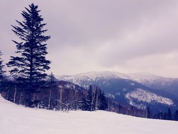 Scenic view of tree on snow covered landscape