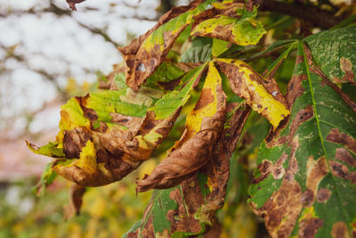 Close-up of leaves on tree during autumn