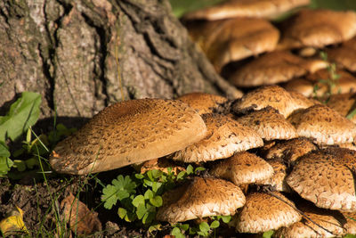 Close-up of mushroom growing by tree trunk