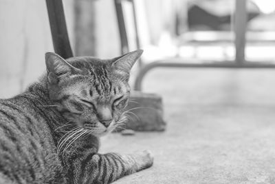 Close-up of a cat resting