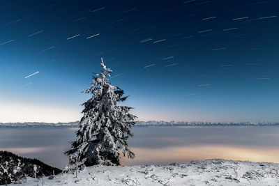 Trees on snow against sky at night